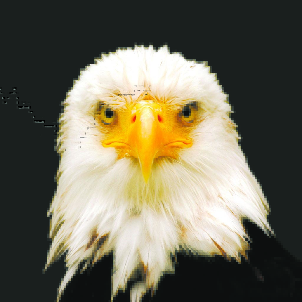 Bald-eagle-face